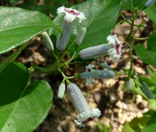 {Paederia foetida}
